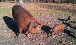 Red Wattle Piglets